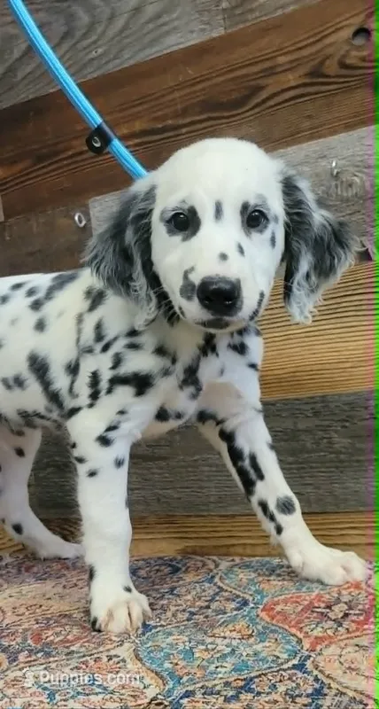 male2 – Dalmatian puppy on hold in Owosso, MI