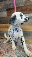 Female1, a female Dalmatian for sale in Owosso, MI – 3 of 3