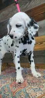 female2, a female Dalmatian for sale in Owosso, MI – 2 of 3