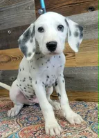 male1, a female Dalmatian for sale in Owosso, MI – 4 of 4