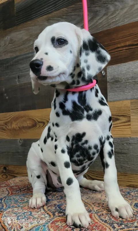 female2 – Dalmatian puppy for sale in Owosso, MI