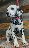 female2, a female Dalmatian for sale in Owosso, MI – 1 of 3