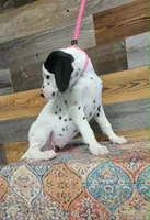female/patch/ear, a female Dalmatian for sale in Owosso, MI – 2 of 3