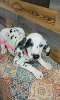 female patch eye, a female Dalmatian for sale in Owosso, MI – 3 of 3