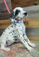 female patch eye, a female Dalmatian for sale in Owosso, MI – 2 of 3