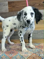 Female1, a female Dalmatian for sale in Owosso, MI – 2 of 3