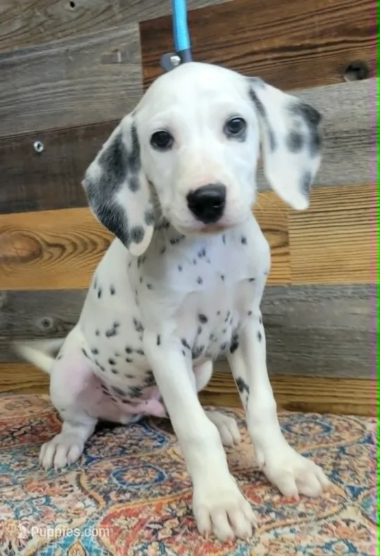 male1 – Dalmatian puppy for sale in Owosso, MI