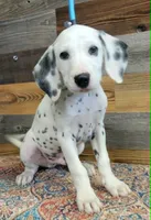 male1, a female Dalmatian for sale in Owosso, MI – 1 of 4