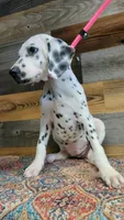 female/pink, a female Dalmatian for sale in Owosso, MI – 2 of 2