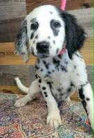 Female1, a female Dalmatian for sale in Owosso, MI – 1 of 3