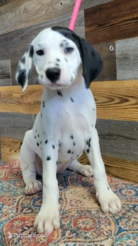 female/patch/ear – Dalmatian puppy for sale in Owosso, MI