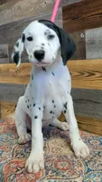 female/patch/ear, a female Dalmatian for sale in Owosso, MI – 1 of 3