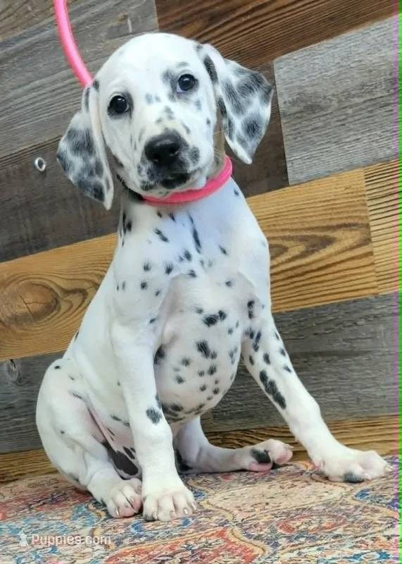 female/pink – Dalmatian puppy for sale in Owosso, MI