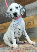 female/pink, a female Dalmatian for sale in Owosso, MI – 1 of 2