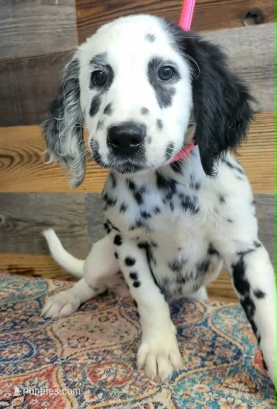 male2 – Dalmatian puppy on hold in Owosso, MI