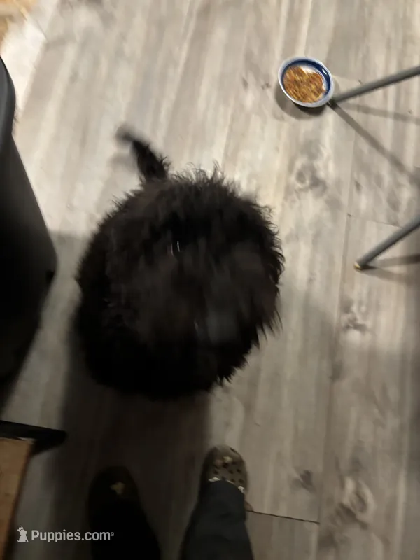 Bruno – Labradoodle puppy for sale in Raleigh, NC