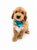 Muffin, a male Miniature Golden Retriever for sale in Elmwood Park, IL – 1 of 2
