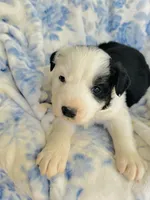 Clover, a male Australian Shepherd for sale in Hanceville, AL – Photo 1 of 7