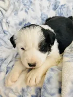 Clover, a male Australian Shepherd for sale in Hanceville, AL – Photo 2 of 7