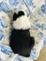 Clover, a male Australian Shepherd for sale in Hanceville, AL – Photo 3 of 7