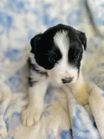 Daisy, a female Australian Shepherd for sale in Hanceville, AL – Photo 3 of 8