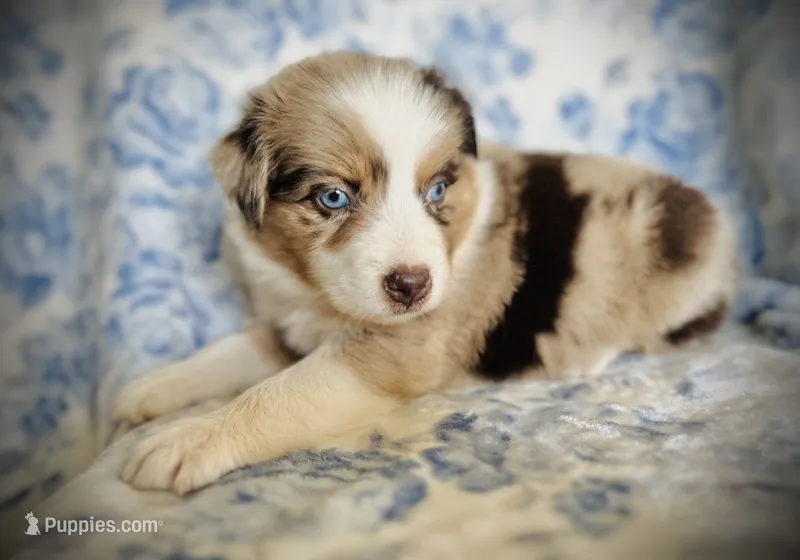 Bonnie Blue – Australian Shepherd puppy for sale in Hanceville, AL