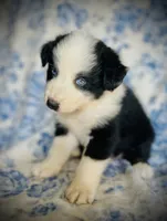 Freddy, a male Australian Shepherd for sale in Hanceville, AL – 3 of 6