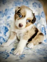 Bonnie Blue, a female Australian Shepherd for sale in Hanceville, AL – 2 of 7