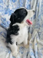 Daisy, a female Australian Shepherd for sale in Hanceville, AL – Photo 2 of 9