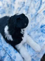 Daisy, a female Australian Shepherd for sale in Hanceville, AL – Photo 3 of 9