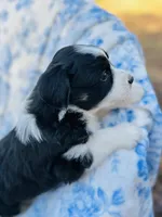 Daisy, a female Australian Shepherd for sale in Hanceville, AL – Photo 5 of 9