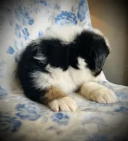 Buster, a male Australian Shepherd for sale in Hanceville, AL – 3 of 7