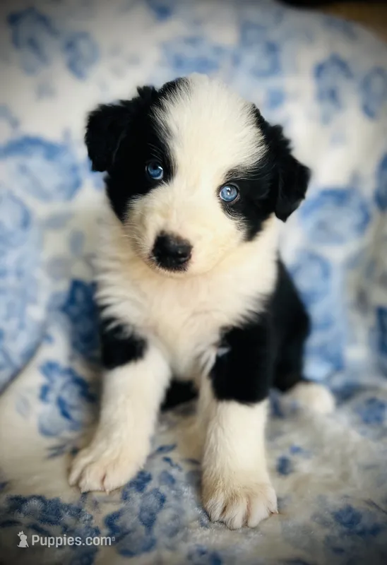 Freddy – Australian Shepherd puppy for sale in Hanceville, AL