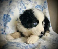 Buster, a male Australian Shepherd for sale in Hanceville, AL – 4 of 7