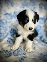 Poppy, a female Australian Shepherd for sale in Hanceville, AL – 2 of 7