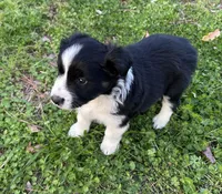 Daisy, a female Australian Shepherd for sale in Hanceville, AL – Photo 5 of 10