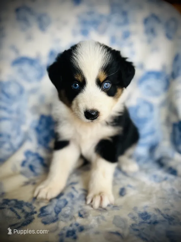 Poppy – Australian Shepherd puppy for sale in Hanceville, AL