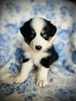 Poppy, a female Australian Shepherd for sale in Hanceville, AL – 1 of 7