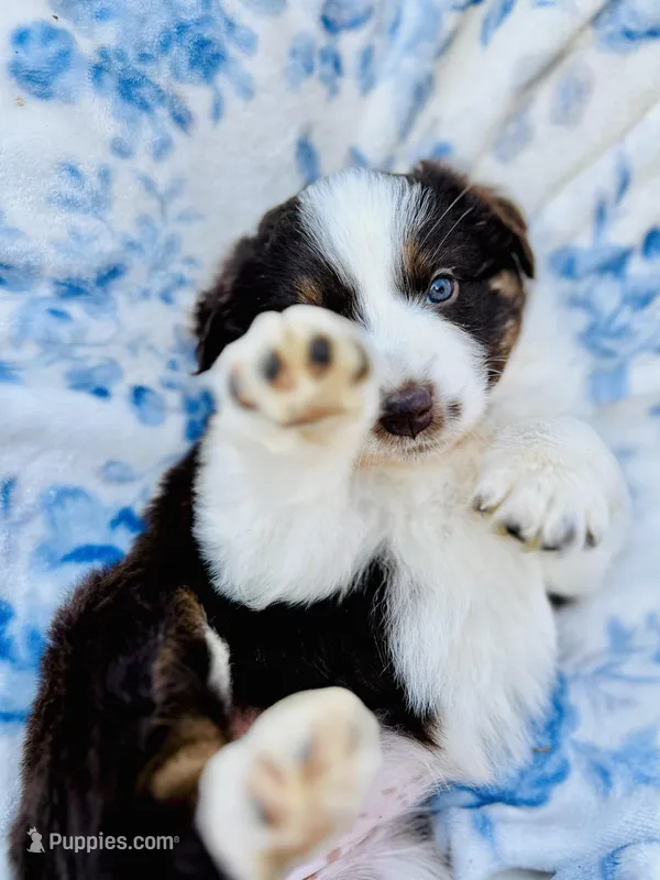 Tulip – Australian Shepherd puppy for sale in Hanceville, AL