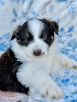 Tulip, a female Australian Shepherd for sale in Hanceville, AL – Photo 2 of 10