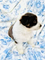 Tulip, a female Australian Shepherd for sale in Hanceville, AL – Photo 7 of 10