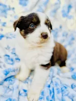 Tulip, a female Australian Shepherd for sale in Hanceville, AL – Photo 4 of 10