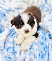 Tulip, a female Australian Shepherd for sale in Hanceville, AL – Photo 3 of 10