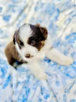 Tulip, a female Australian Shepherd for sale in Hanceville, AL – Photo 5 of 10