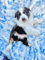 Tulip, a female Australian Shepherd for sale in Hanceville, AL – Photo 6 of 10