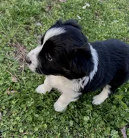 Daisy, a female Australian Shepherd for sale in Hanceville, AL – Photo 3 of 9