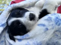 Daisy, a female Australian Shepherd for sale in Hanceville, AL – Photo 6 of 9
