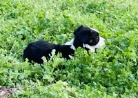 Daisy, a female Australian Shepherd for sale in Hanceville, AL – Photo 2 of 9