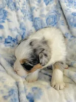 Juniper ( JuJu ), a female Australian Shepherd for sale in Hanceville, AL – Photo 4 of 9
