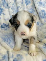 Juniper ( JuJu ), a female Australian Shepherd for sale in Hanceville, AL – Photo 6 of 9